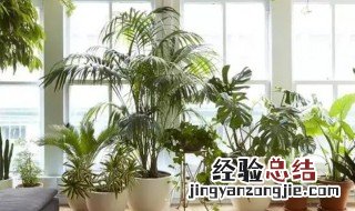 有什么室内适合养的植物呢 有什么室内适合养的植物