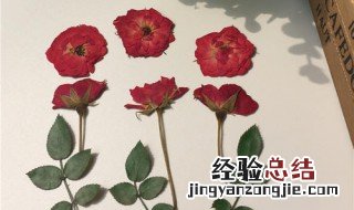 鲜花压花方法 如何简单制作压花