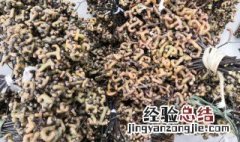 新鲜拐枣吃着涩怎么处理 拐枣吃起来涩怎么办