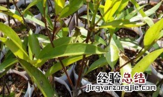 岭南山竹繁殖方法 具体都有什么方法