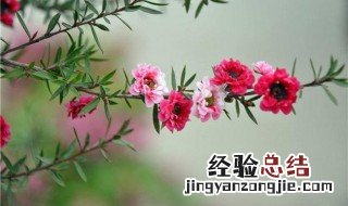 刚买的红梅地栽养殖方法和注意事项 红梅种植方法和注意事项