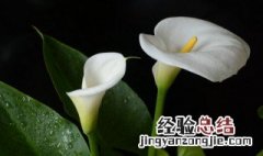 白色马蹄莲的花语和寓意 白色马蹄莲图片花语