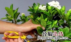 用什么养护栀子花花开满满 怎样养护栀子花开