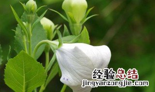 狗宝和桔梗是一种植物嘛 桔梗和狗宝是同一种植物吗