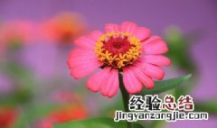 太阳花的象征意义是什么 太阳花代表什么象征意义