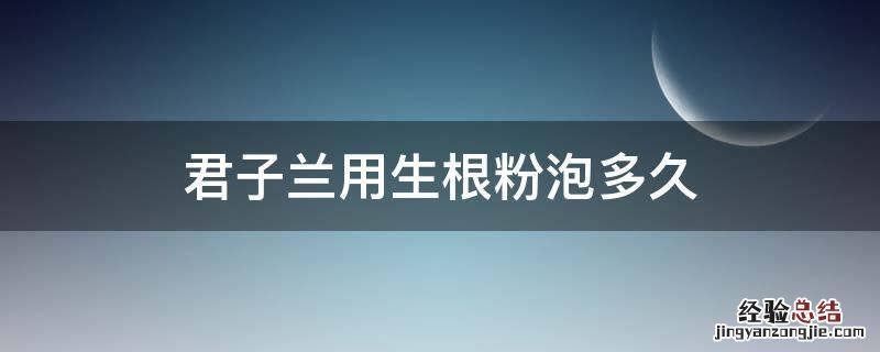 君子兰用生根粉泡多久