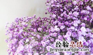 紫色满天星的花语是什么意思 紫色满天星花语代表什么意思