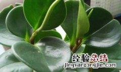 吸烟鬼的养殖方法 吸烟鬼怎么养