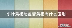 小叶黄杨与雀舌黄杨有什么区别