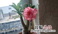 用什么养护沙漠玫瑰越养越旺 用什么养护沙漠玫瑰越养越旺好