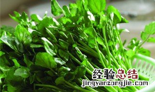 西洋菜的储存方法 西洋菜简介