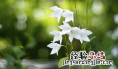 洋桔梗花语是什么花语 白色桔梗花的花语是什么意思