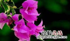 三角梅什么时候催花好 夏天给三角梅催花什么方法见效最快