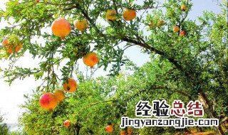 石榴树如何做防寒 石榴树防寒方法介绍