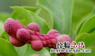 白兰花果实有什么用途和功效 白兰花果实有什么用