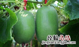 大棚节瓜种植方法 大棚节瓜种植方法是什么呢