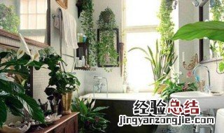 卫生间养什么植物好风水 卫生间养什么植物好风水最好