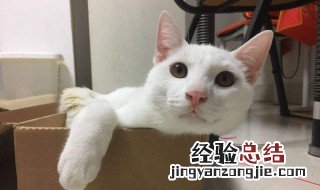 抖音怎么发猫咪摇头表情包视频 抖音怎么发猫咪摇头表情包