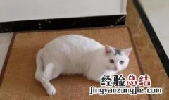 如何快速去除猫尿味 怎样才能去除猫尿味