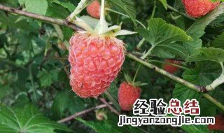 树莓冬天怎么过冬 树莓树怎么过冬天