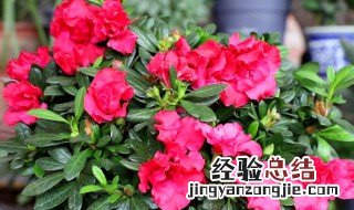 北方怎么养杜鹃花视频 北方怎么养杜鹃花