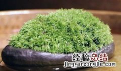 怎么养苔藓 养苔藓的方法