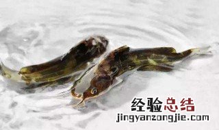 黔鱼是什么鱼 黔鱼是什么鱼刺多吗