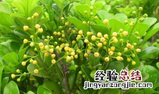 米兰花怎么繁殖 米兰花繁殖方法