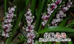 吉祥草的栽培养护方法 吉祥草如何养殖