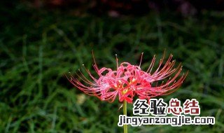 彼岸花代表什么象征意义英文 彼岸花代表什么象征意义