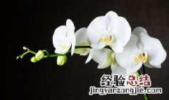 什么兰花品种最好养 什么兰花品种最好