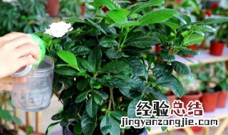 栀子花怎么养才能养活 栀子花怎么养