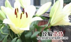 百合花怎么养 白合花怎么养