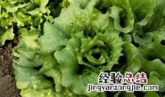 生菜肥料施用的技巧 生菜怎么肥料施用