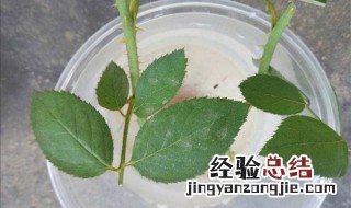 高锰酸钾溶液可以直接浇花吗 高锰酸钾溶液能浇花吗?