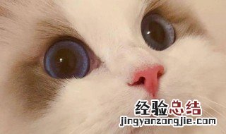 小猫咪怎么能有坏心眼呢 小猫咪能有什么坏心眼是怎么来的