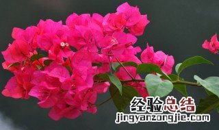 三角梅枯萎怎么处理