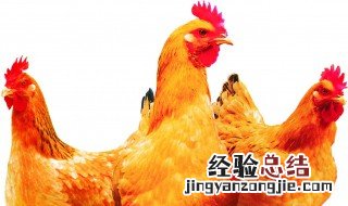 肉鸡增肥的几个小方法 肉鸡增肥方法推荐