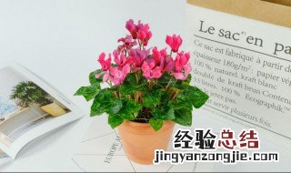 仙客来花倒下了的处理方法 仙客来花叶倒下怎么办