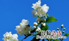 白茉莉的花语是什么意思 茉莉花和白玫瑰花语