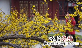 冬天室外过冬的花 东北冬天室外过冬的花