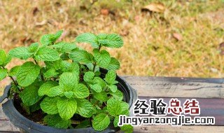 薄荷适合什么季节种植最好 薄荷适合什么季节种植