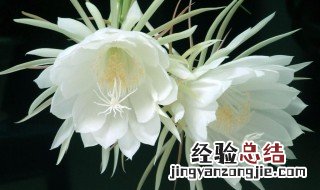 昙花适合什么环境 昙花适合什么环境种植