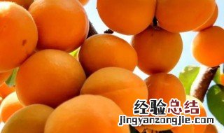 杏子能不能放冰箱保鲜 杏子可以放冰箱保鲜吗