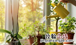 阳台种什么水果好养活 阳台种植水果哪种好养