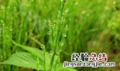 荆草是什么样子的图片 荆草是什么样子的