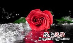 16朵玫瑰花语代表什么意思 16朵玫瑰花语代表什么意思啊