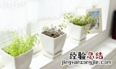 植物叶子为什么会变黄 植物叶子为什么会发黄