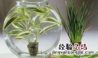 兰寿怎么养才会养好 兰寿怎么养的好