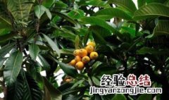 枇杷树怎样种植 枇杷树怎样种植?